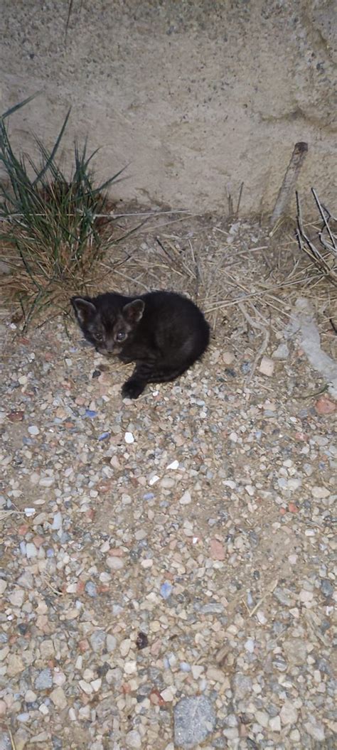 On Twitter RT GatosAbandona2 LOS NEGRITOS SON INVISIBLES