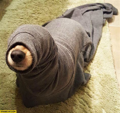 Dog in a hoody sleeve looking like a seal | StareCat.com