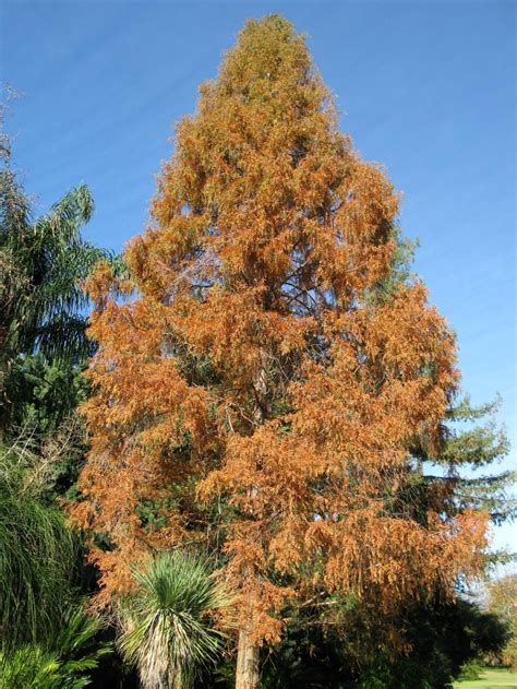 dawn redwood metasequoia glyptostroboides daves garden