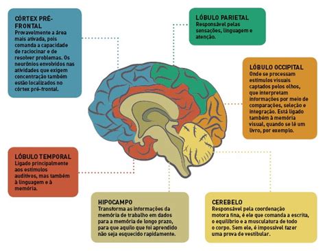 Como Funciona O Cerebro - Como o cérebro funciona durante o vestibular? - Galileu | Unisinos