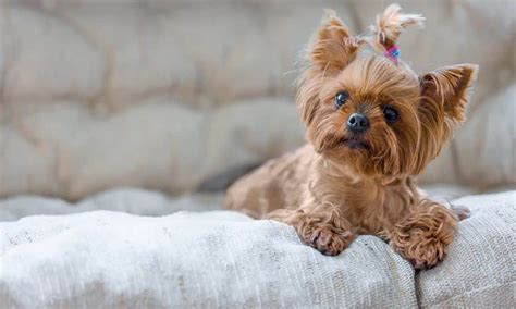 Preços E Raças De Cachorros - 7 Raças de cachorros mais baratas (Part I)
