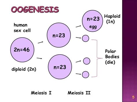 Meiosis Reduction Division