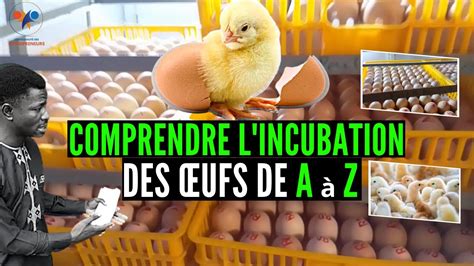 Tapes Cl S Pour L Incubation Des Ufs De Poulets Goliath Levage De