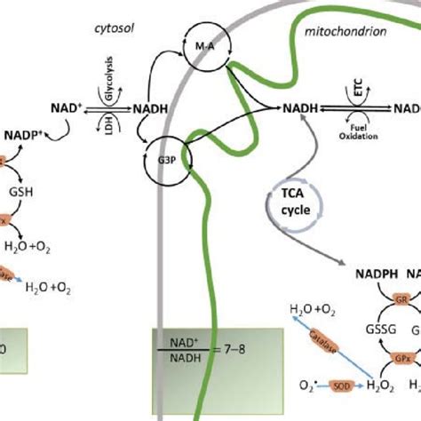 The Main Redox Couples Governing The Redox Balance In Cardiac