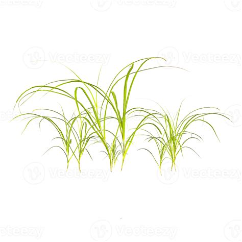 Green Sedges plant isolated on Canvas 49992471 PNG