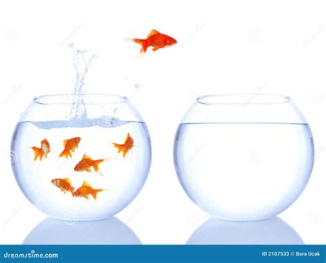 red fish jumping stock image image  liquid splash