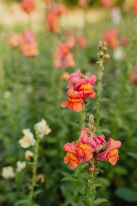 10 Easiest Annual Cut Flowers to Grow From Seed (Plus 2 to Avoid) | Shifting Roots