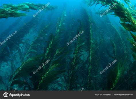 forests giant kelp macrocystis pyrifera commonly grow cold waters coast
