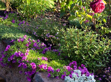 GARDEN DESIGN - Rose Notes