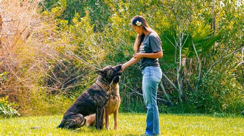 Mastering Dog Behavior Modification: A Step-by-Step Training Guide ...