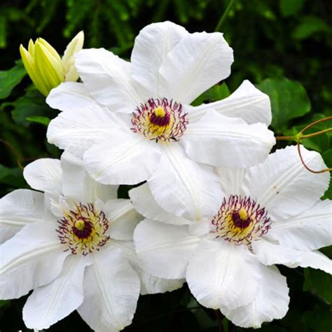 Клематис крупноцветковый Королева Ядвига: купить в Москве саженцы ...