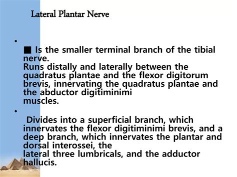 Lower Limb Nerve Injuries Ppt