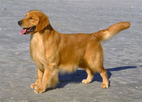 ultimate guide  golden retrievers