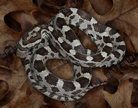 Black Corn Snake