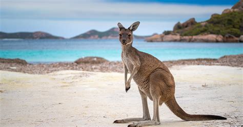 Thankful Kangaroo Offers A Handshake After Three Men Save It From