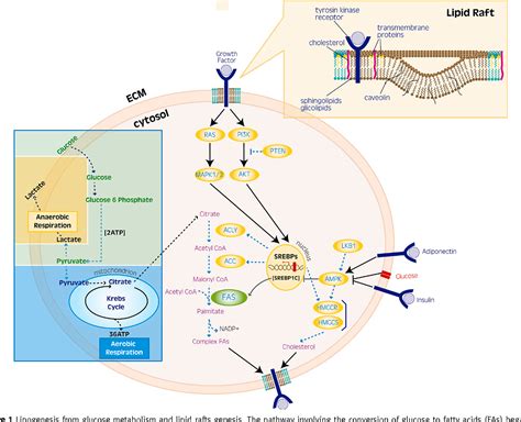 Pdf The Pathogenesis Of Prostate Cancer From Molecular To Metabolic