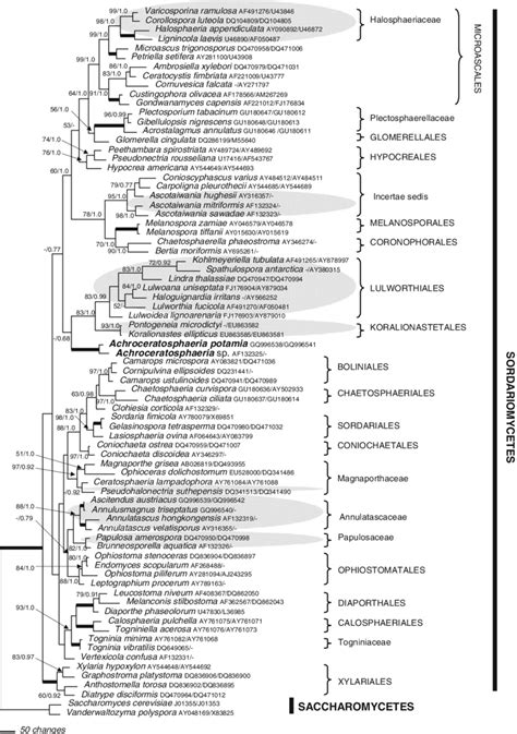 One Of The Two Most Parsimonious Trees From A Heuristic Analysis Of The