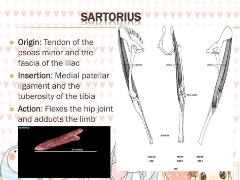 Syuhadah Tengku Hajar Nabila Sarah Hanim Suhaila Affrin Ppt Download
