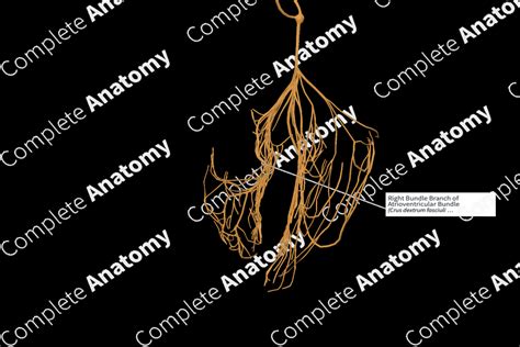 Right Bundle Branch of Atrioventricular Bundle | Complete Anatomy