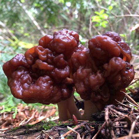 The Morel Mushroom - Yellow Elanor