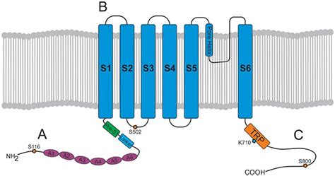 Frontiers Involvement Of TRPV1 Channels In Energy Homeostasis