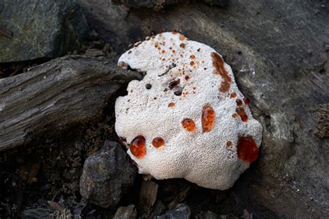 Inedible Mushroom Abortiporus Biennis On The Wood Known As Blushing