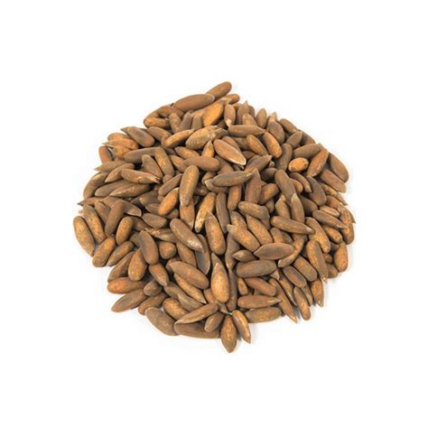 Pine Nuts Chalghoza Jalghoza Dry Fruit Shop