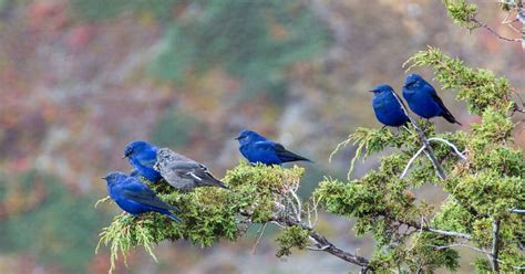 Bird Watching in Nepal with Asahi Treks & Expedition (P.) Ltd.