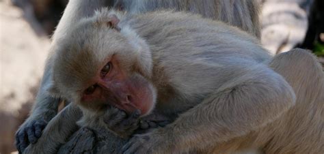 Homosexualit T Bei Tieren Warum Rhesusaffen M Nnchen Sex Haben Welt