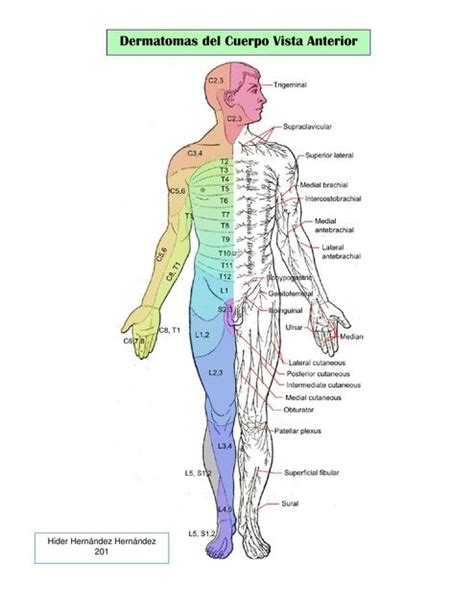 Dermatomas Miotomas Y Reflejos Osteotendinosos UDocz