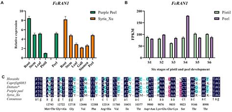 Frontiers AGAMOUS Gene As A New Sex Identification Marker In Fig