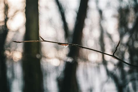 Snowy Spring Photos Download The Best Free Snowy Spring Stock Photos