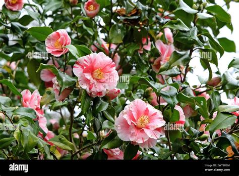 Red And White Variegated Striped Camellia Japonica Ôlady VansittartÕ In