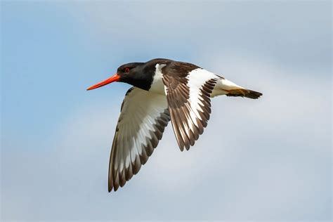 Newport Wetlands Nature Reserve Gwent The RSPB