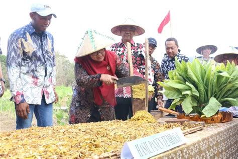 Kembangkan Pertanian Tembakau Dispertan Gresik Dampingi Petani Mulai