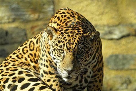 Ягуар животное - фото и картинки: 68 штук