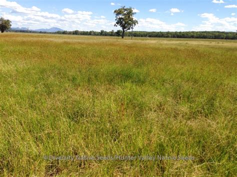 Diversity Native Seeds Blog Archive Eulalia Aurea Silky Brown Top