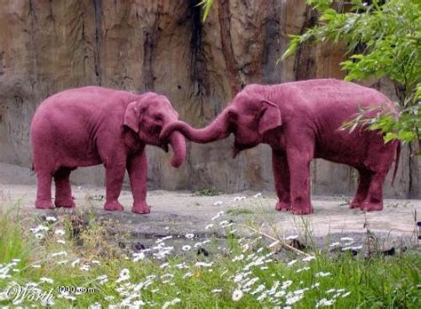 The Best Way Out Is Through Pink Elephants