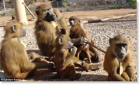 baboons   vowel  sounds   humans discovery