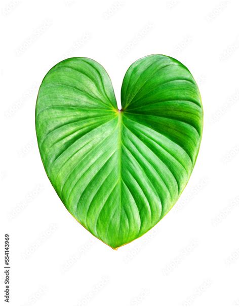 Philodendron Green Leaf White Background Isolated Close Up Homalomena