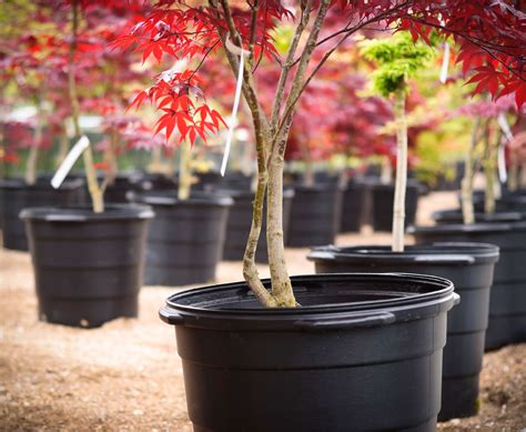 What Types Of Trees Grow Well In Pots