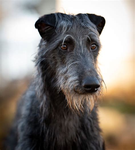 Scottish Deerhound
