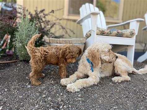 Our New Petite Goldendoodle Stud Rudy! — High Desert Goldendoodles & Bernedoodles