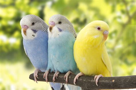 Bird Care 101 How To Take Care Of Parakeets My Animals