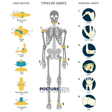 Types Of Joints: The Key Players In Human Movement