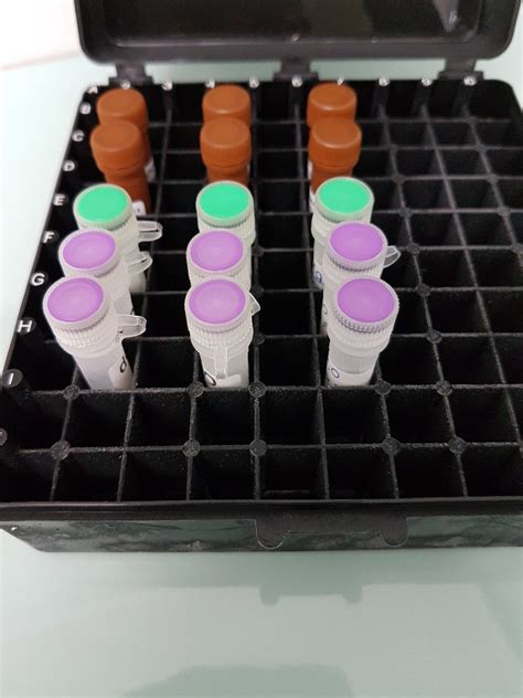 Oligo Dt 15 Primer For Rt Pcr Geneon Bioscience