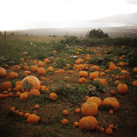 lovely clusters  pretty blog wwwlovelyclustersblogcom