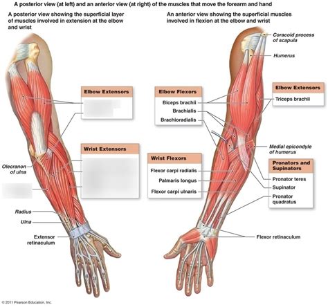 extensors Diagram | Quizlet