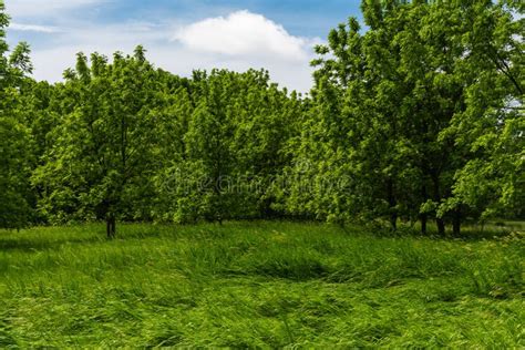 Trees And Open Grass Field Stock Image Image Of Natural 149965257