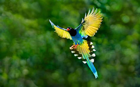 Birds Nature Wallpapers - Top Free Birds Nature Backgrounds